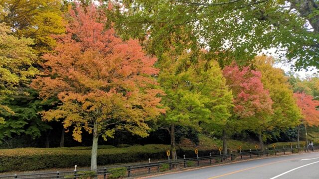 多摩市のトウカエデの紅葉