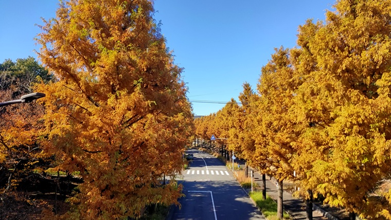 メタセコイア通り