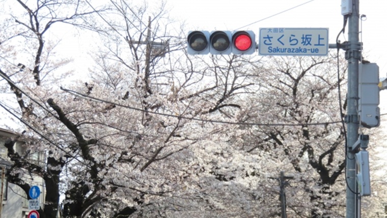 桜坂の桜