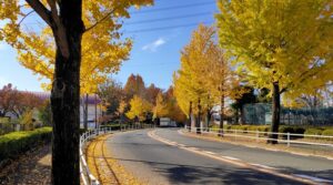 多摩市諏訪南通りのイチョウ