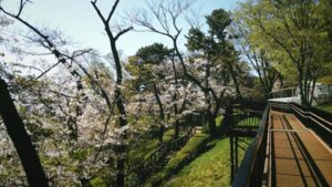 多摩川台公園台地斜面の桜