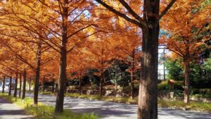 多摩市メタセコイア通りの街路樹
