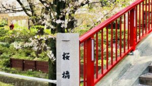 桜坂の桜橋と桜