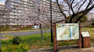 汐入公園ふれあい広場の桜