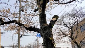 千住旭町の桜並木のソメイヨシノの古木