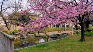 東綾瀬公園の池と早咲きの桜