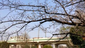 しょうぶ沼公園の桜と電車の高架