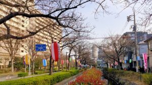 葛西用水桜通り歩道の桜並木