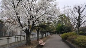 一ツ家第一公園の大島桜