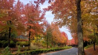 多摩市のモミジバフウの街路樹の紅葉