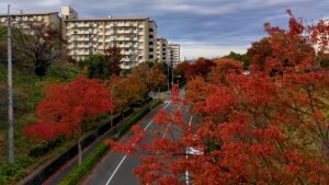 多摩市諏訪の谷通りのトウカエデ
