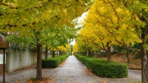 多摩市いちょう橋のイチョウ