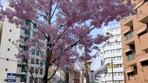 日暮里中央通りの満開の桜
