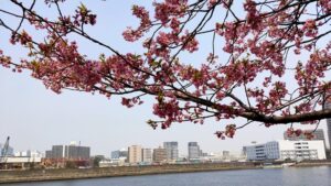 汐入公園の桜と隅田川