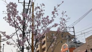 千住旭町の桜並木の桜の若木