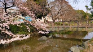 東綾瀬公園やざえもん橋と桜