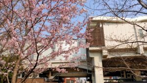 しょうぶ沼公園の桜と駅