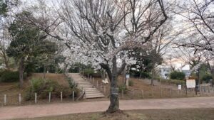 一ツ家第一公園の桜と築山