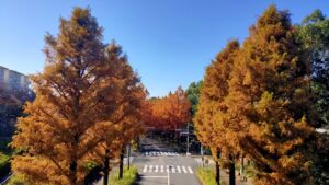 多摩市メタセコイア通りの景色