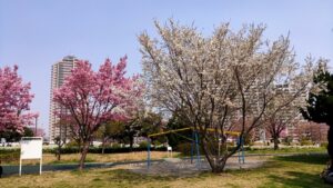 汐入公園広場の桜