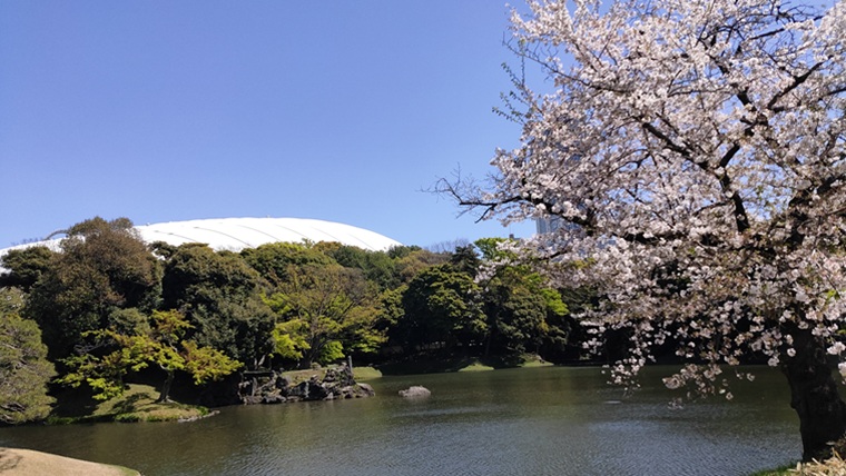 小石川後楽園の桜
