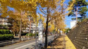多摩市永山いちょう通りのイチョウ