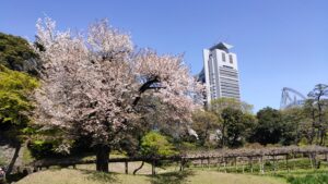 小石川後楽園の桜と周辺の景色