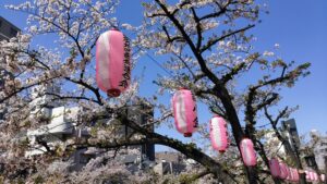 江戸川公園の桜と提灯
