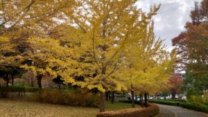 多摩市鶴巻西公園のイチョウ