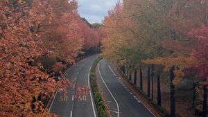 多摩市上之根大通りのモミジバフウの街路樹