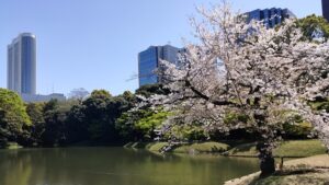 小石川後楽園の桜と大泉水