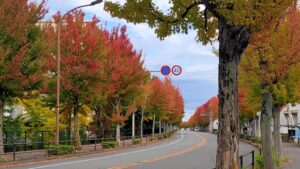 多摩市のトウカエデの街路樹