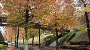 多摩市馬引沢北通りのモミジバフウ