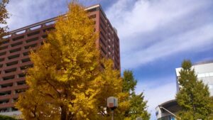 多摩市しまじろう広場のイチョウ