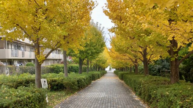 多摩市のイチョウ並木