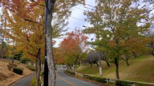 多摩市落合南通りのトウカエデ