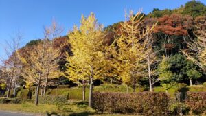 多摩市のイチョウ