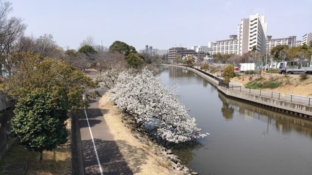 新左近川親水公園の桜と川