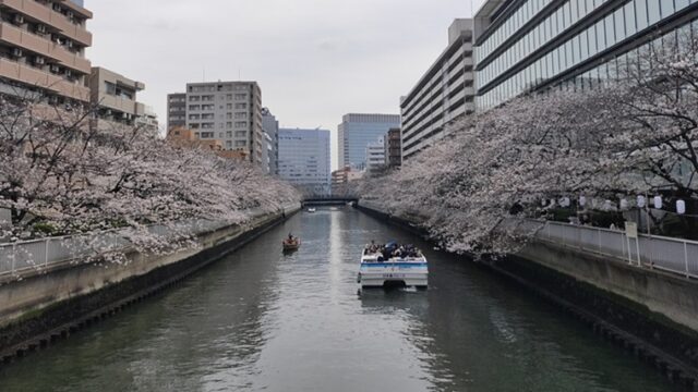 大横川の黒船橋付近の桜並木