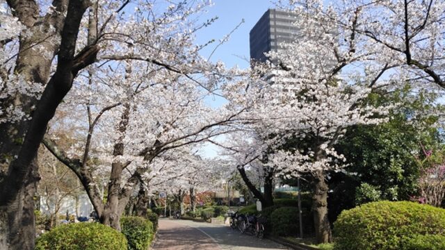 南砂緑道公園の桜並木