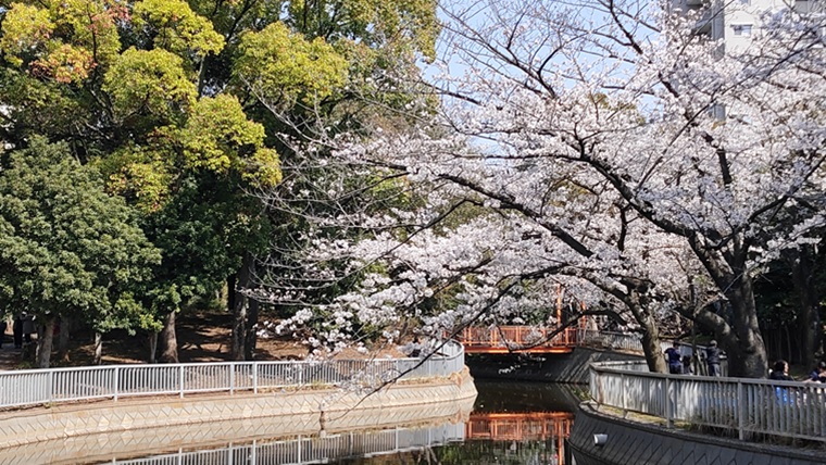 仙台堀川公園の池と桜