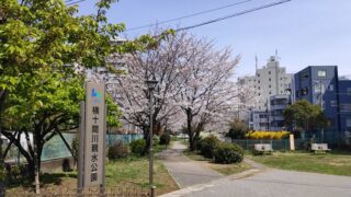 横十間川親水公園の入口と桜