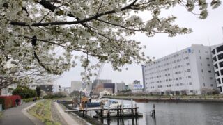 しながわ花海道の桜と運河