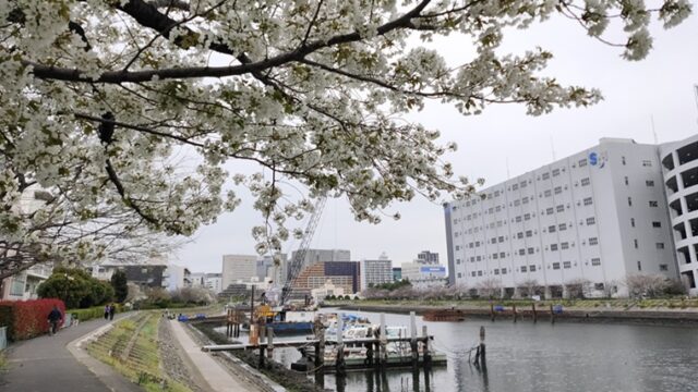 しながわ花海道の桜と運河