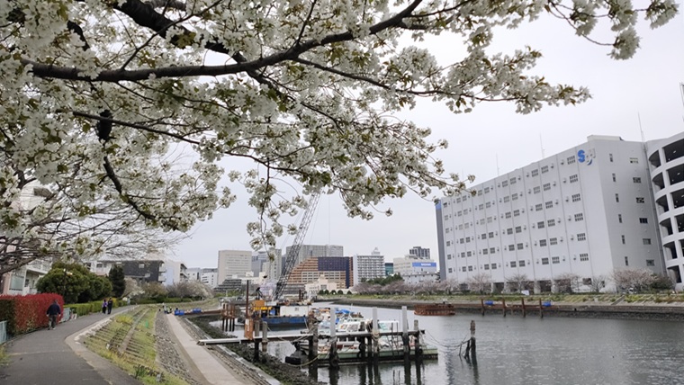 しながわ花海道の桜と運河