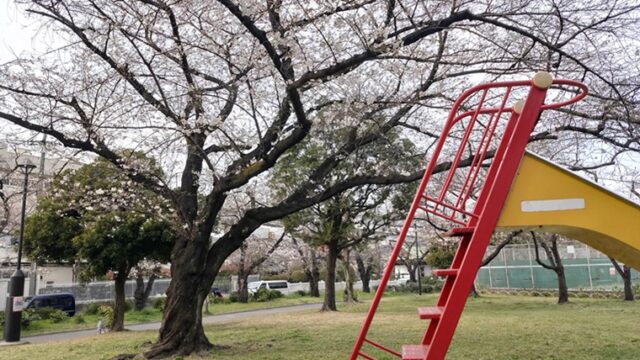 東白鬚公園の桜