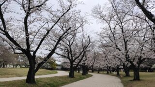 大井ふ頭海浜公園スポーツの森のさくら広場