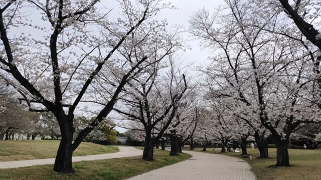 大井ふ頭海浜公園スポーツの森のさくら広場