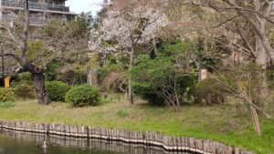 向島百花園の桜