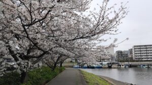 しながわ花海道の桜と通路